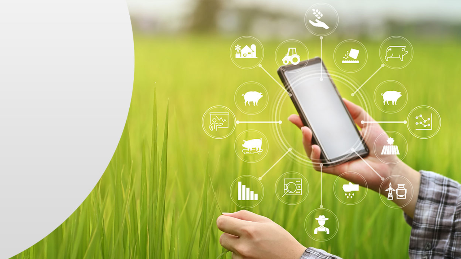 Swine-Management-Services-SMS-Sispro-Inc-Slide